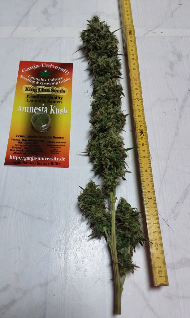 Bild #1 von BigBud