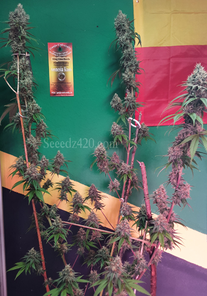 Amnesia Kush Samen