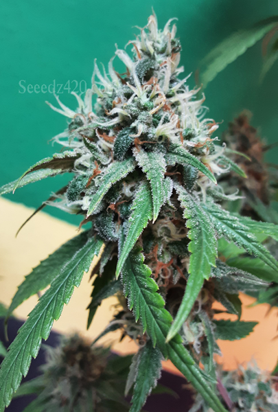 Amnesia Kush Samen
