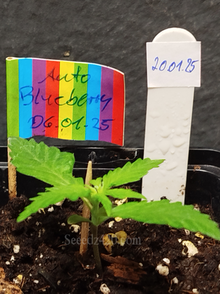 Blueberry Autoflower Samen