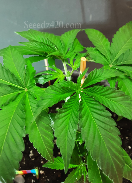 Skywalker Autoflower Samen Keimung