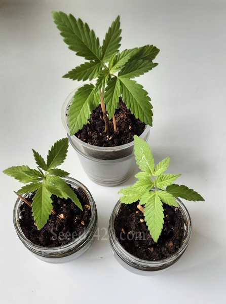 Watermelon Autoflower Growtipps