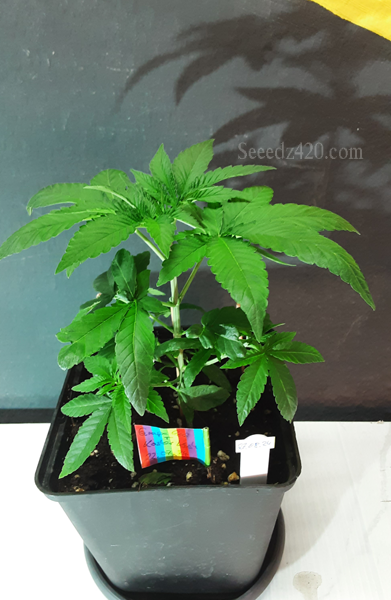 Grape Gas X Kosher Kush Samen