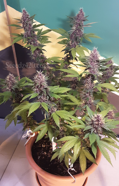 RS 54 und Kosher Kush Cannabis-Samen kaufen