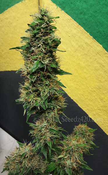 Kosher Kush Anbautipps