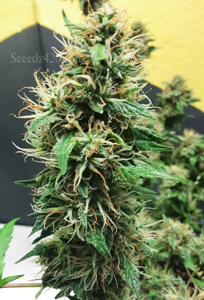 LA Kush Cake x Spritzer Cannabis-Samen online kaufen