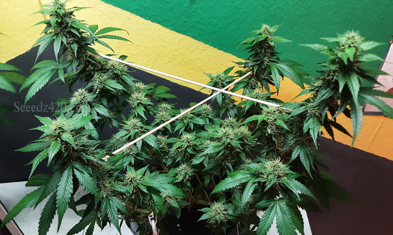Kosher Kush Samen in Heilbronn kaufen