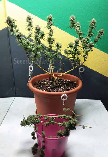 Gorilla Glue Autoflower Growtipps