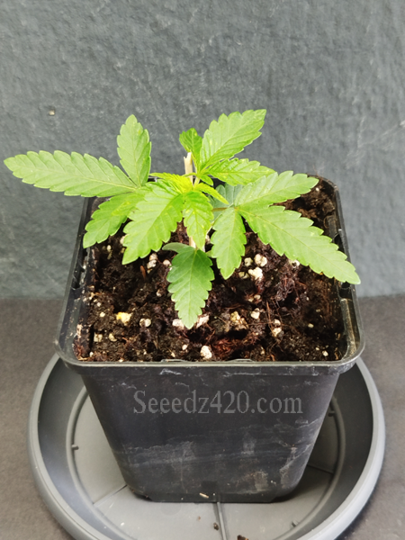 Gorilla Glue Autoflower Samen Keimung