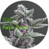 MAC 11 x Purple Punch Samen