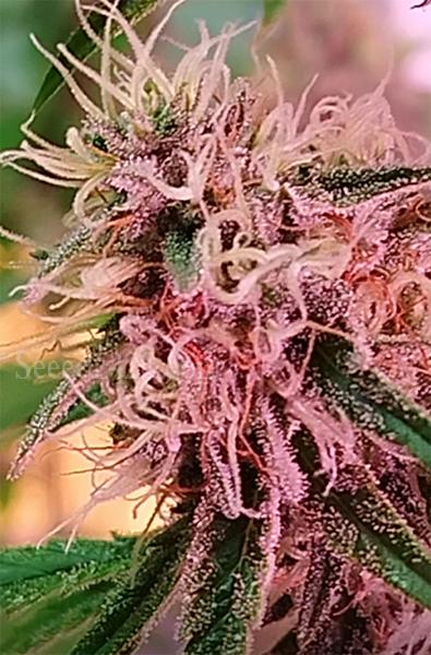Blueberry Automatic Anbautipps