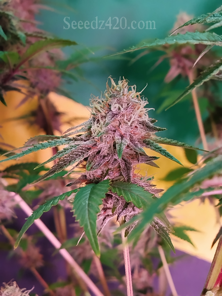 Red Velvet x Nicole Cannabis-Samen