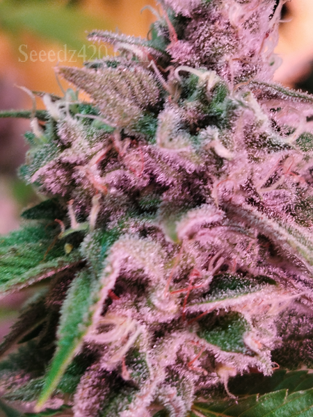 RS 54 X Kosher Kush Samen Anbautipps