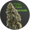 Orange Punch Automatic Samen