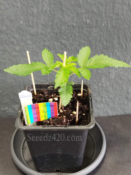 Purple Octane X Spritzer Cannabis-Samen