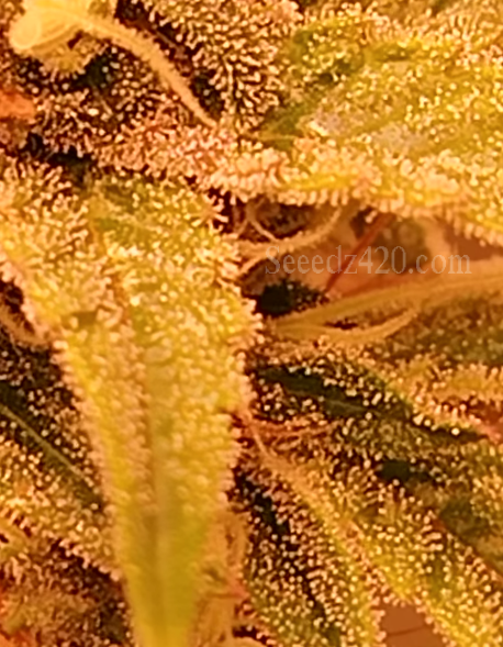 Grape Gas X Kosher Kush Anbautipps