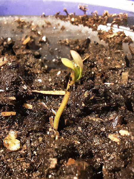 Watermelon Autoflower Samen Keimung