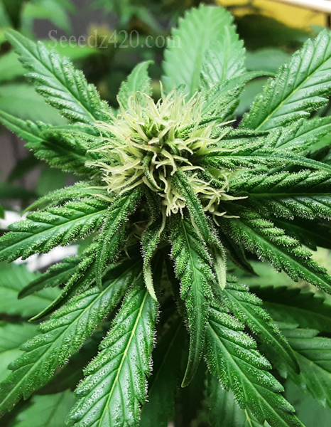 Watermelon Kush Samen kaufen