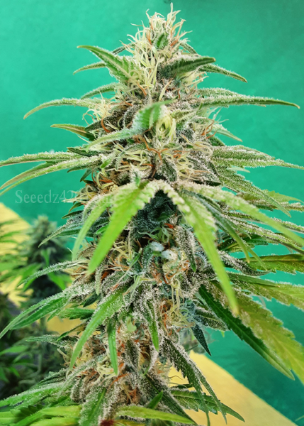 Watermelon Kush Anbautipps