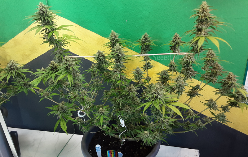 Watermelon Kush Samen bestellen