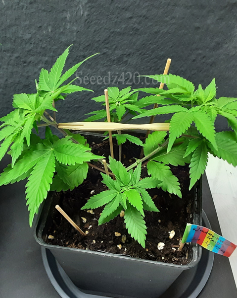 Watermelon Kush Samen