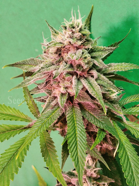 Sherblato X Kush Samen