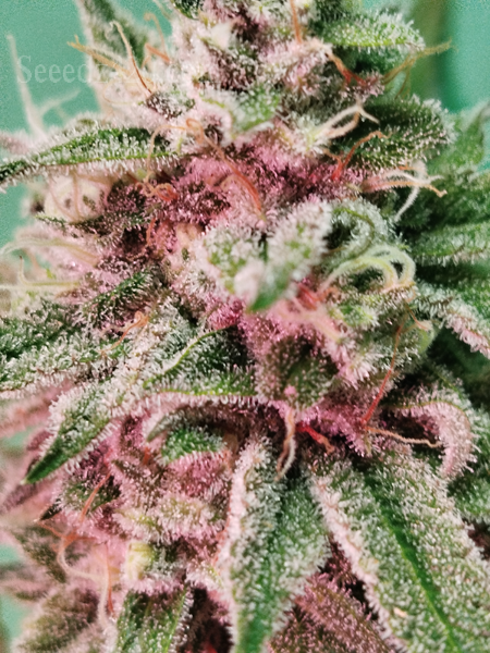 Sherblato x Kush Anbautipps