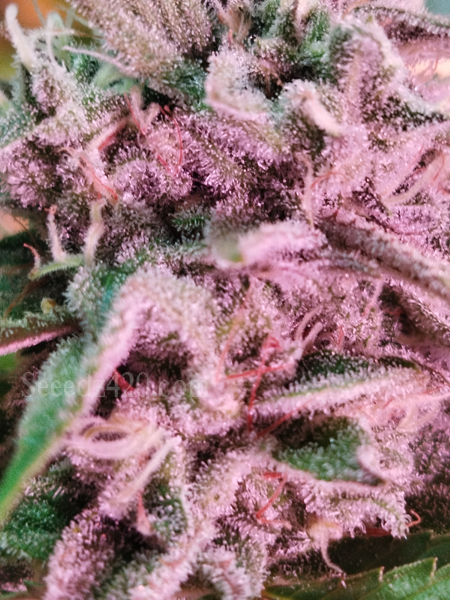 Purple Octane x Spritzer Anbautipps