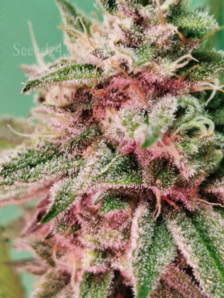 Gorilla Glue Automatic Samen-Keimung