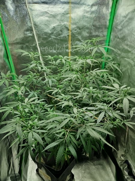 Red Velvet und Nicole Cannabis-Samen kaufen