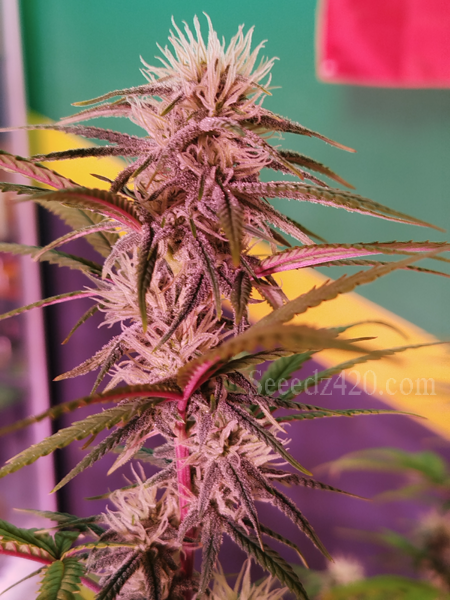 RS 54 X Kosher Kush Samen Cannabis-Samen