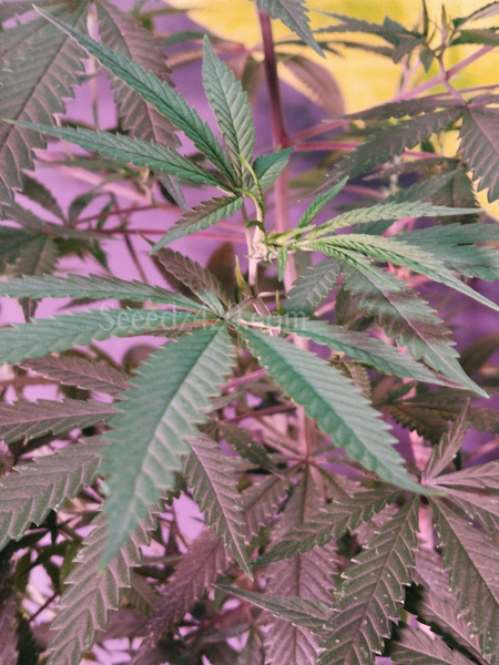 Gorilla Glue Autoflower Growtipps