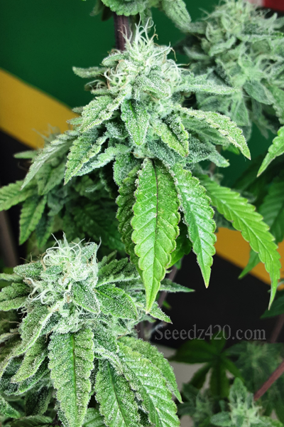 Honey Banana x Spritzer Cannabis-Samen anpflanzen