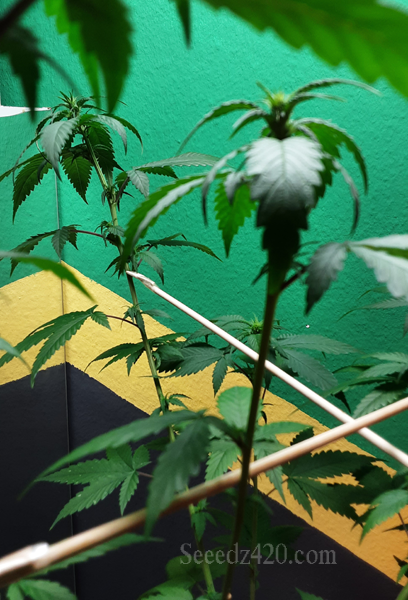 La Bomba x Spritzer Cannabis-Samen kaufen