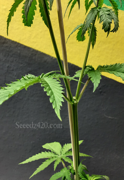 Jealousy x Kush Cannabis-Samen kaufen