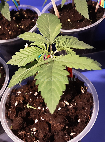 Otter Popz x Kosher Kush Cannabis-Samen anpflanzen