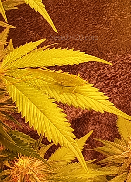 Cereal Milk x Kush Cannabis-Samen anpflanzen
