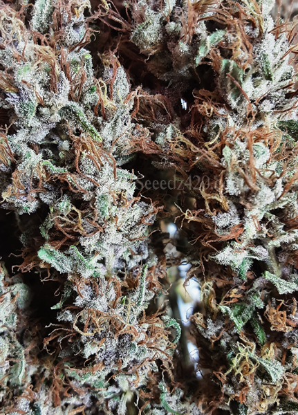 Alien Rock Terpene