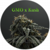 GMO x Kush Samen