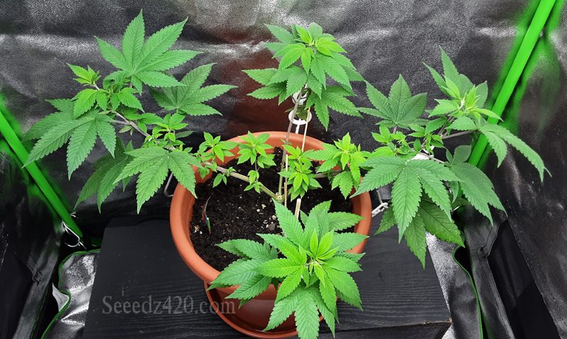 Zuchtmethode Topping bei einer Cannabispflanze Zuchtmethode Topping bei einer Cannabispflanze