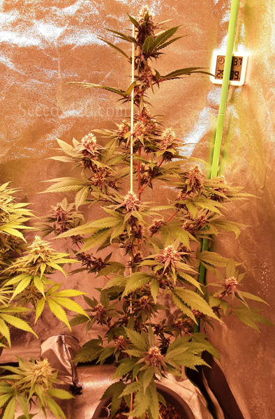 Cereal Milk x Kush Cannabis-Samen kaufen