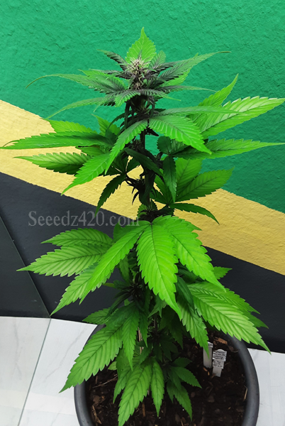 MAC 11 x Purple Punch Cannabis-Samen kaufen