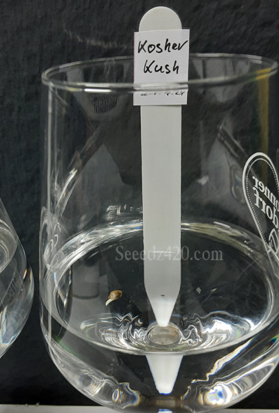 Kosher Kush Samen