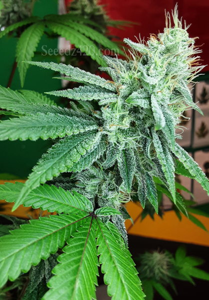 Honey Banana und Spritzer Cannabis-Samen Anbautipps