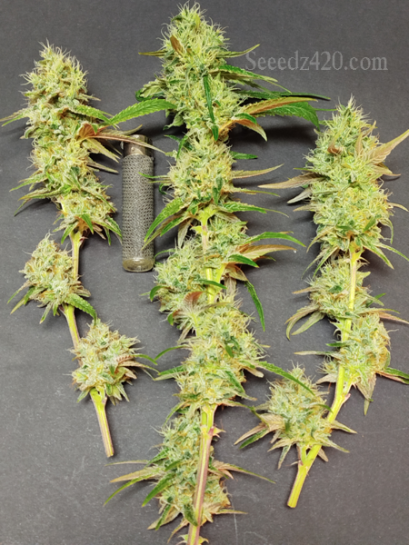Honey Banana x Spritzer Cannabis-Samen kaufen