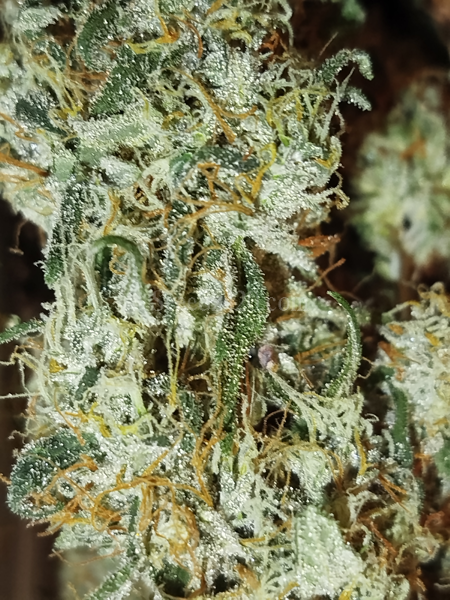 La Bomba x Spritzer Cannabis-Samen Anbautipps