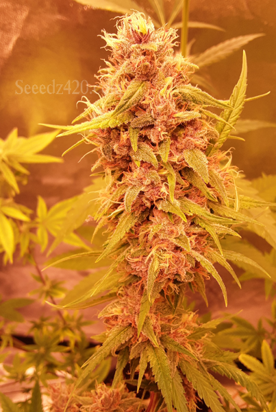 Cereal Milk x Kush Samen Anbautipps