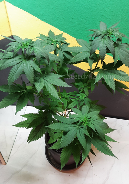 CMAC11 x Purple Punch Cannabis-Samen anpflanzen