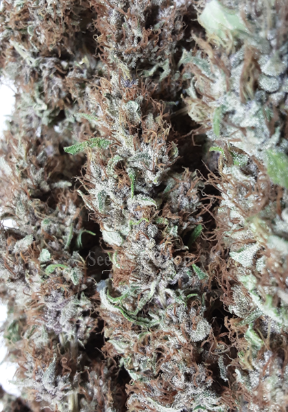 MAC11 x Purple Punch Samen Anbautipps