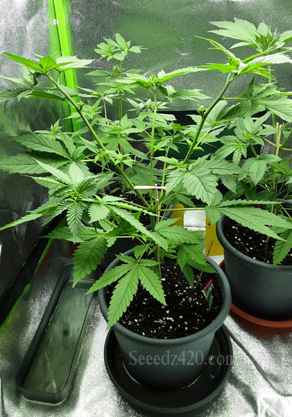 Purple Punch Cannabis-Samen billiger kaufen